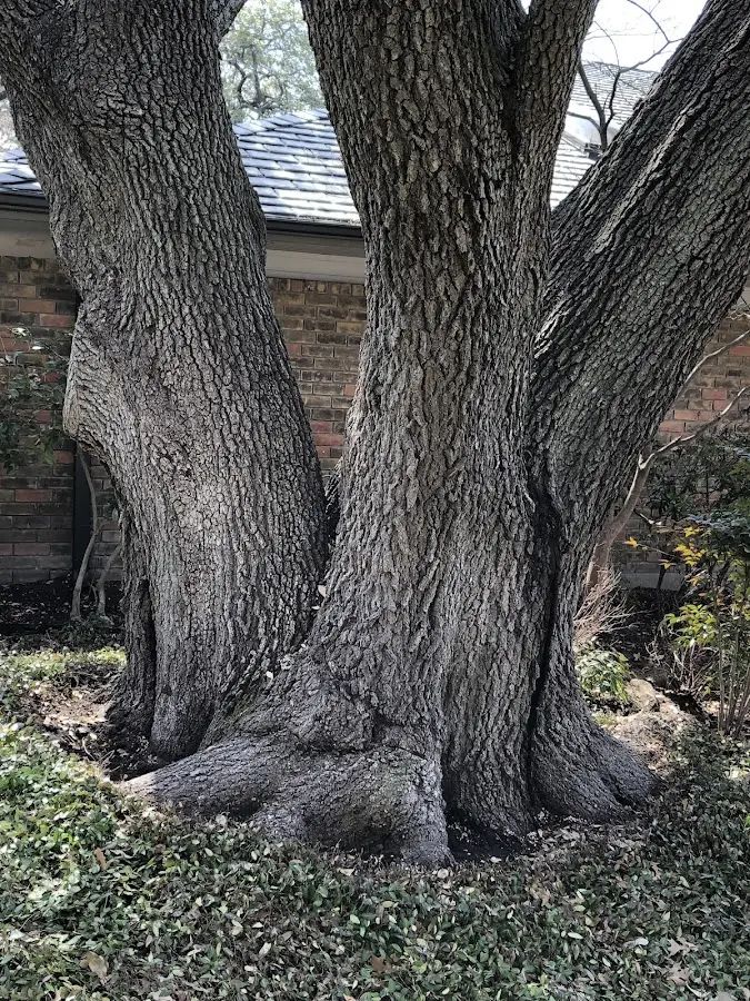Mature heritage tree close to a Hankins property cared for by certified arborists